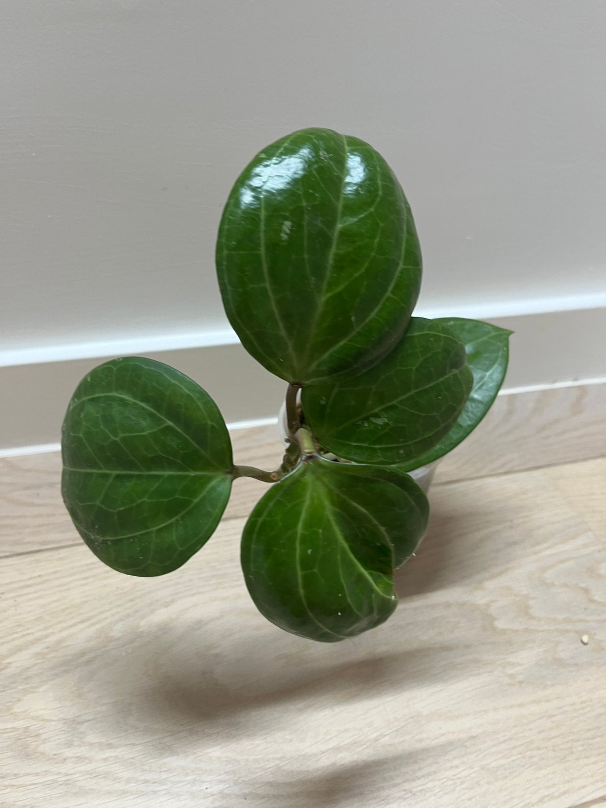 Crème Splash Hoya Sarawak, Maison & Meubles, Plantes d'intérieur, Envoi