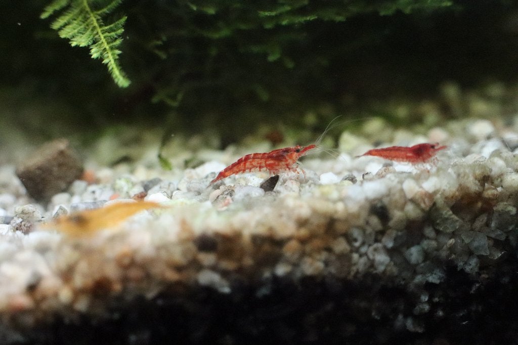 Garnalen neocaridina rood en geel (+gratis javamos), Dieren en Toebehoren, Kreeft, Krab of Garnaal, Zoetwatervis, Schoolvis