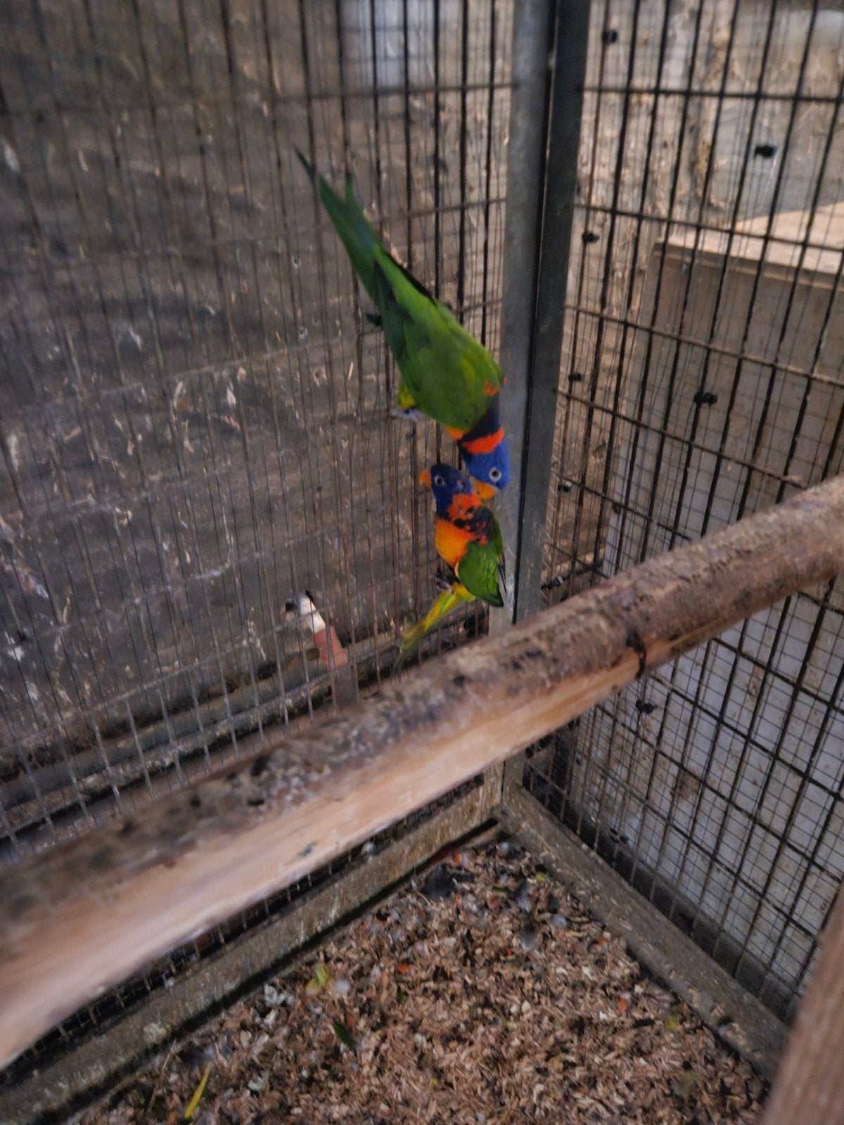 Roodnek lori, Dieren en Toebehoren