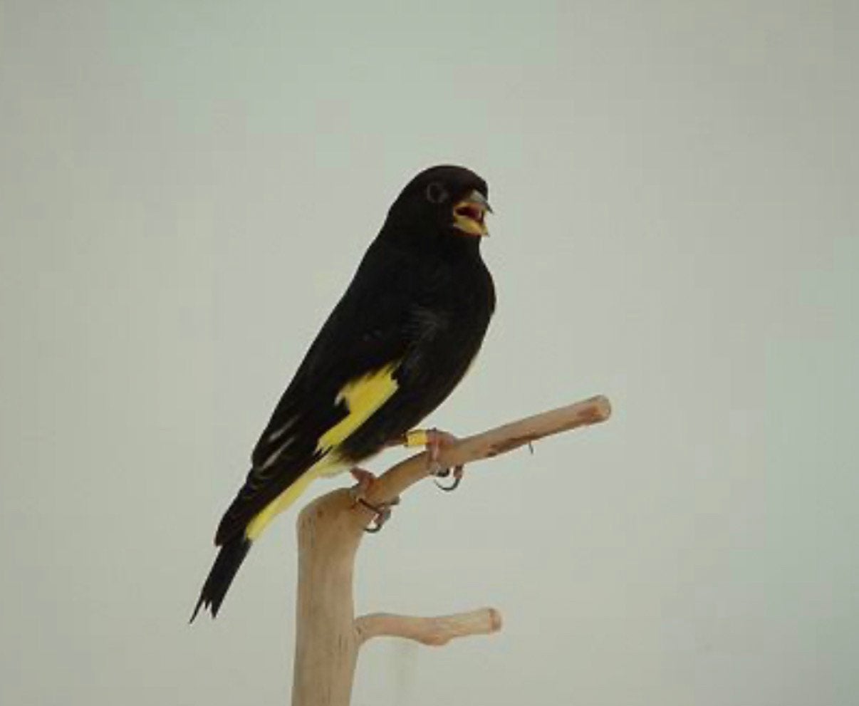 Zwarte sijs man, Mannelijk, Wildzangvogel, Geringd