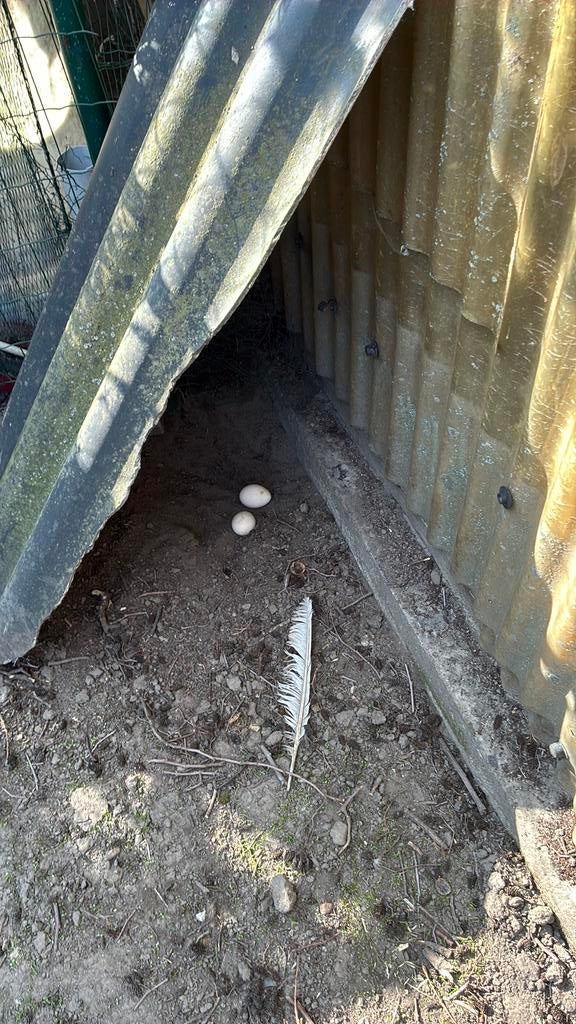 Witte pauw eieren  voor uitbroeden te koop, Dieren en Toebehoren, Pluimvee
