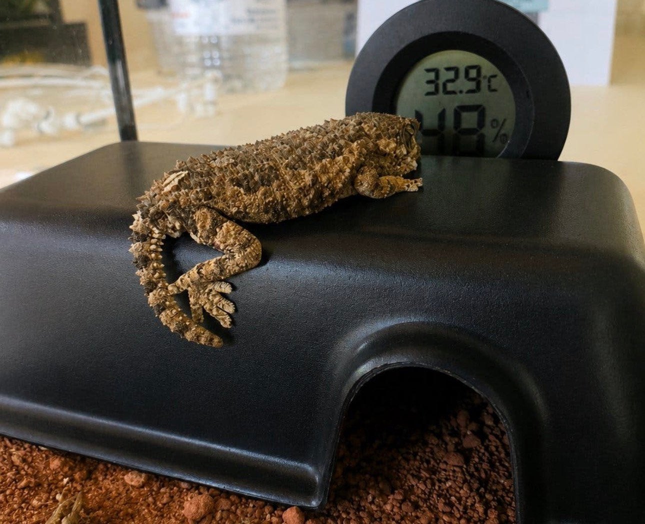 vrouwelijke Helmethead Gecko (Tarentola chazaliae), Dieren en Toebehoren, Overige soorten