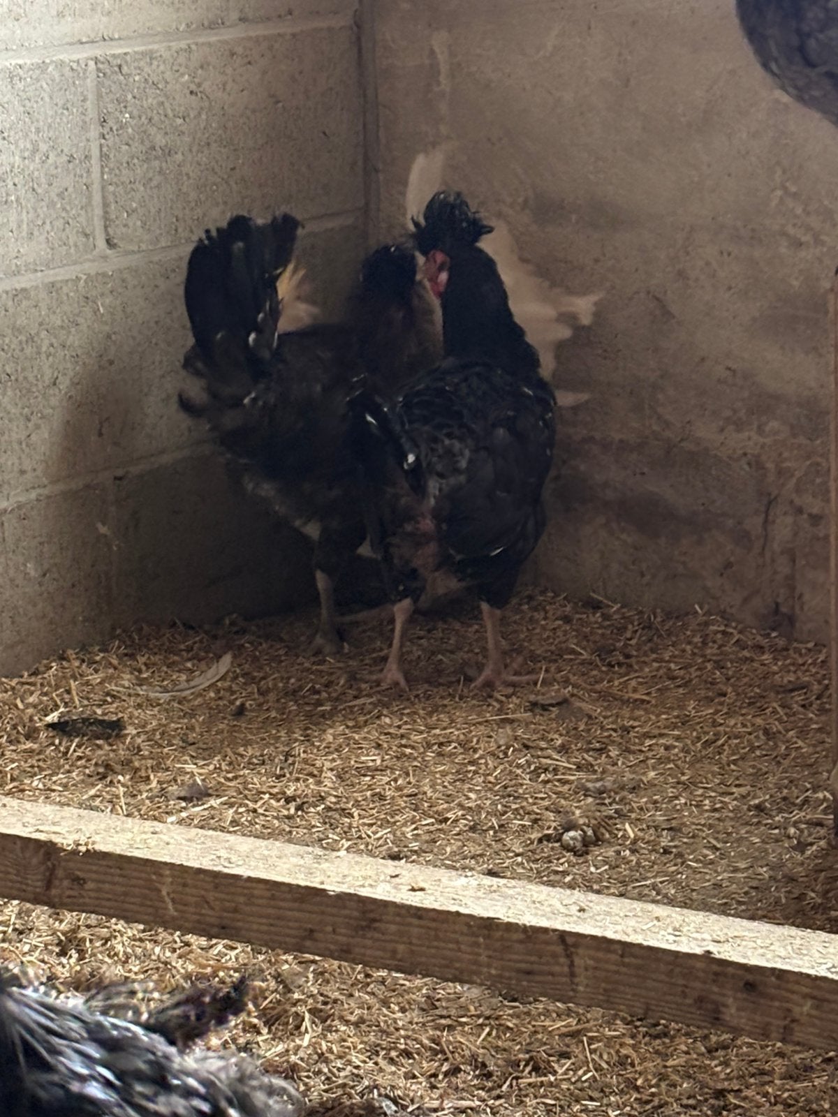 Poulets à vendre