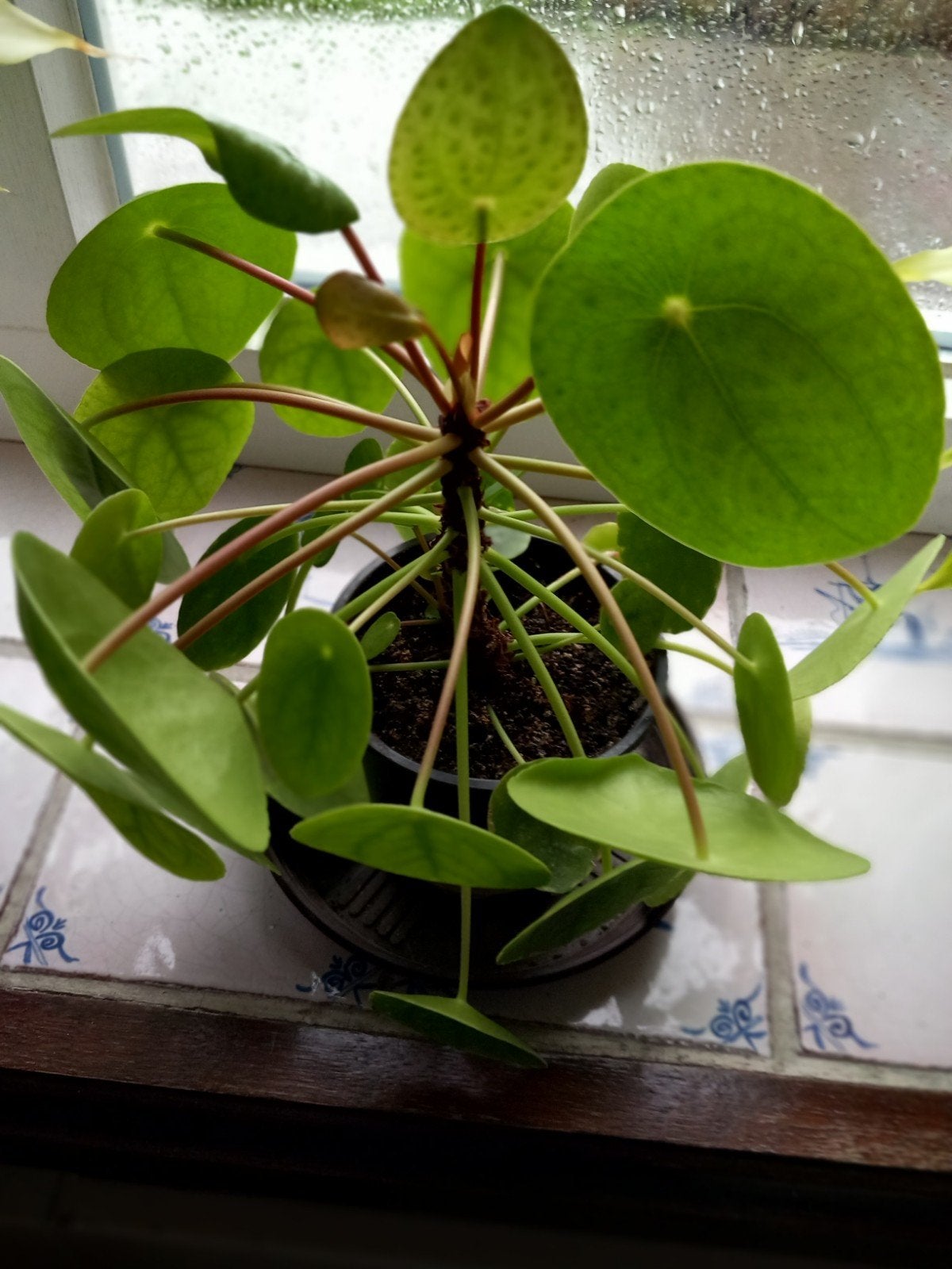 pannekoekplant, Ophalen