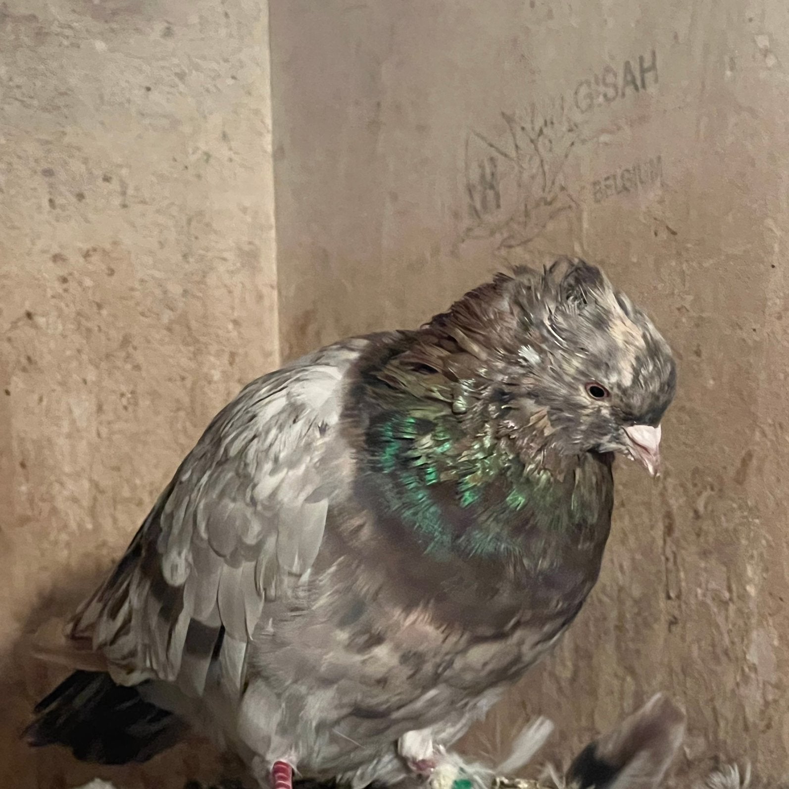 Iraanse duiven, Dieren en Toebehoren