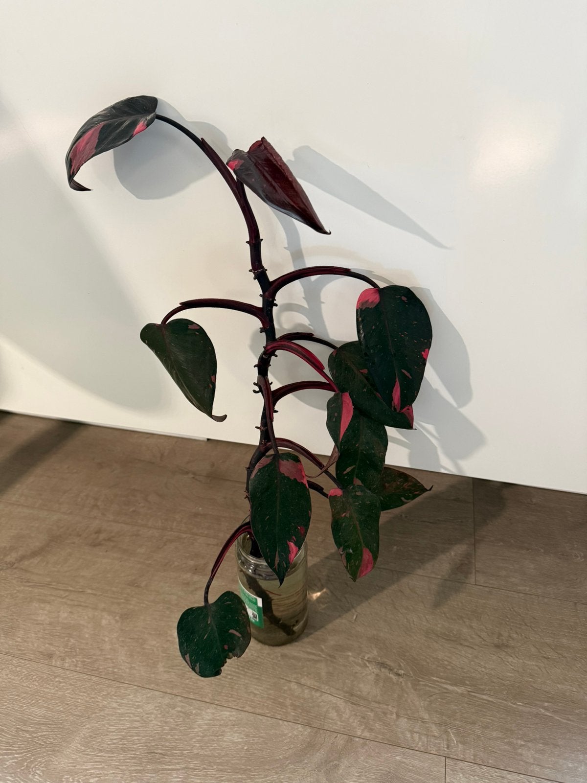Philodendron Pink Princess stek, Enlèvement