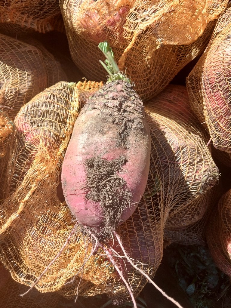 voederbieten, Ophalen