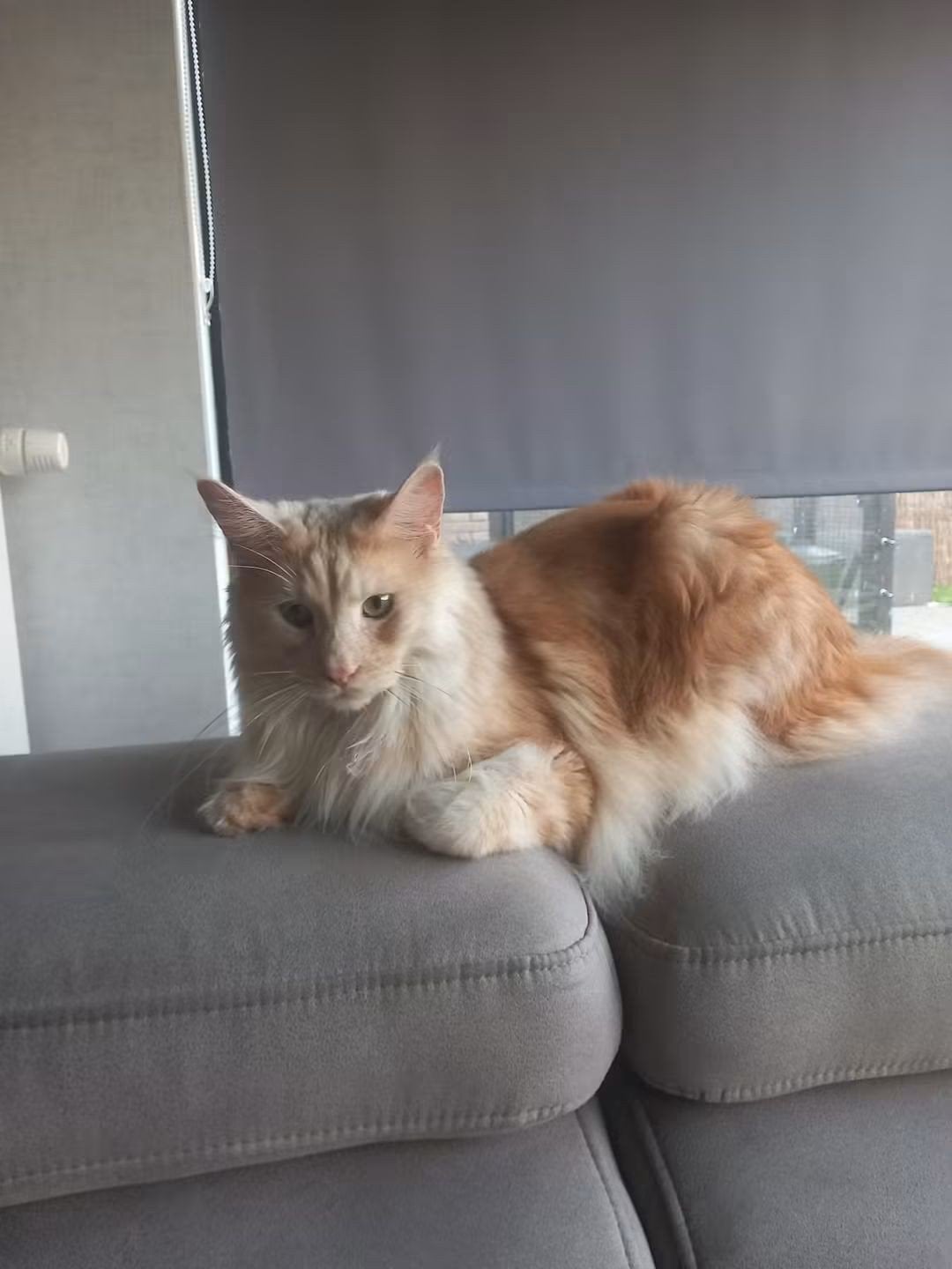 2 maine coons, Dieren en Toebehoren, Meerdere dieren, Met stamboom, 3 tot 5 jaar