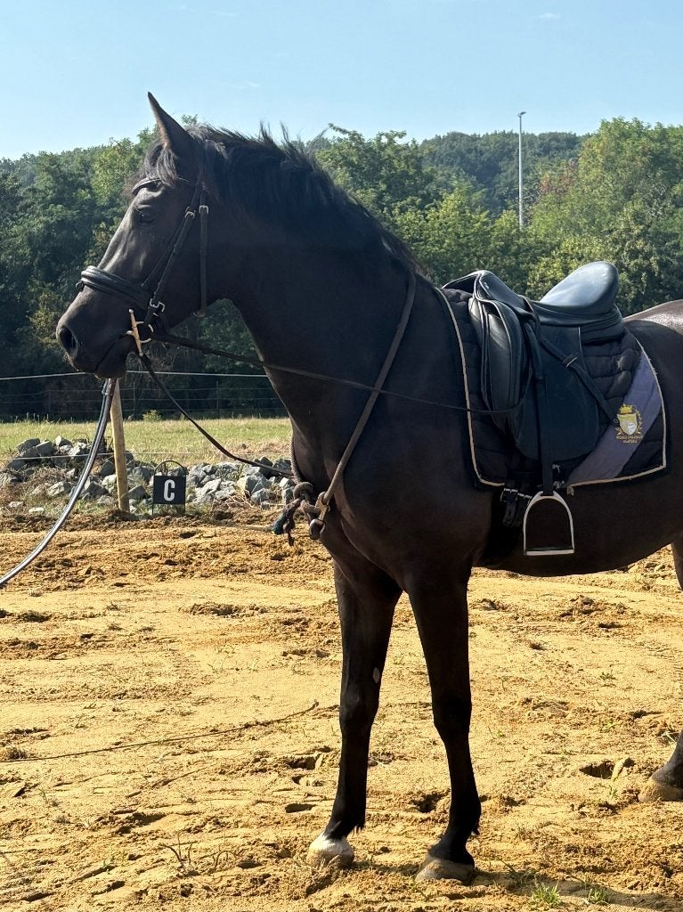 Stoere zwarte D-pony ruin | 3 jaar |, Dieren en Toebehoren, Pony's, Met stamboom, Ruin, Springpony, Zadelmak