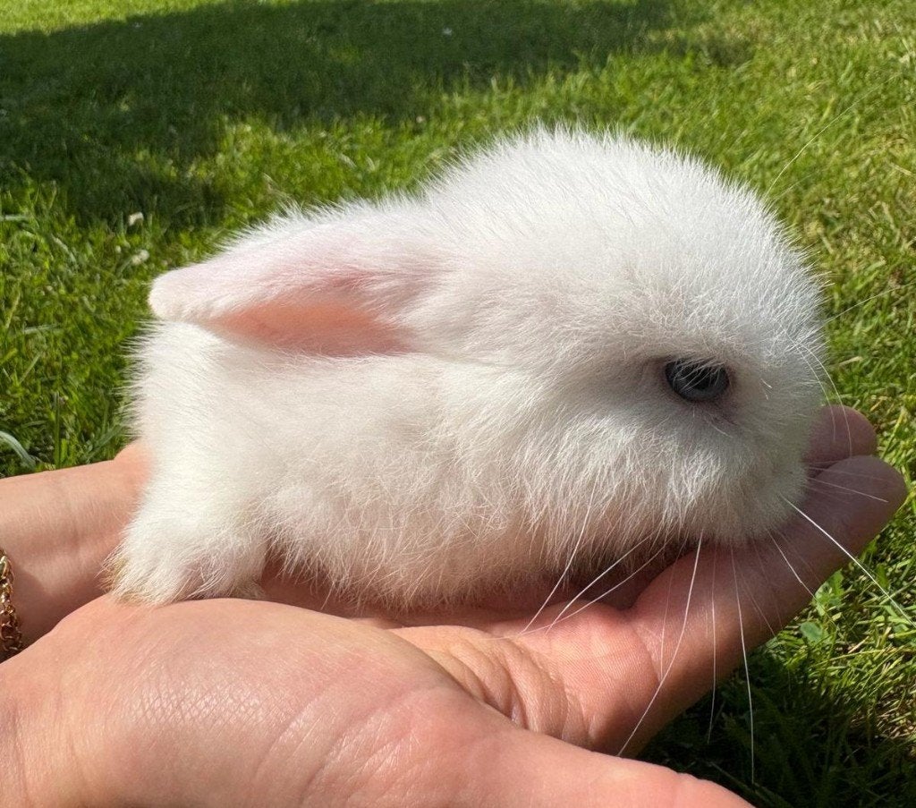 Dwerg hangoorkonijntjes, Dieren en Toebehoren, Konijnen, Dwerg, Meerdere dieren, 0 tot 2 jaar, Hangoor