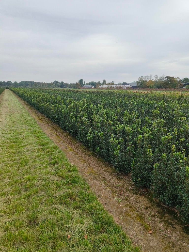 ilex meservea haagplanten, Enlèvement, Houx, Haie, 100 à 250 cm