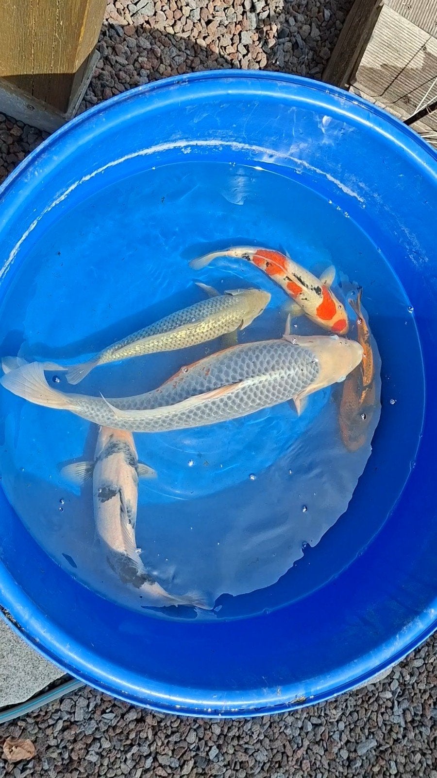 Japanse koi Asagi, Karper of Koi