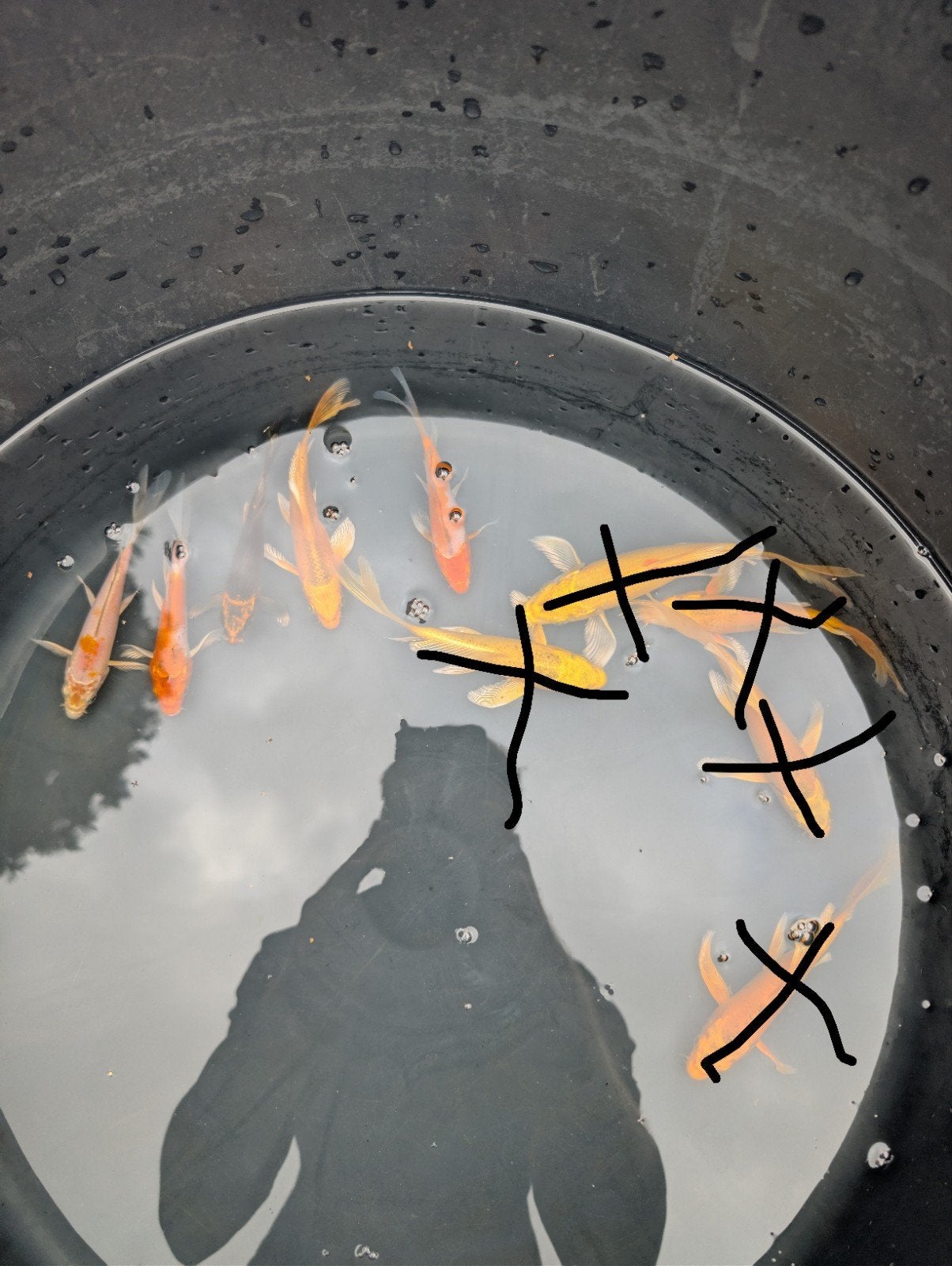 Japanse butterfly koi's van 12-15cm, Dieren en Toebehoren, Karper of Koi
