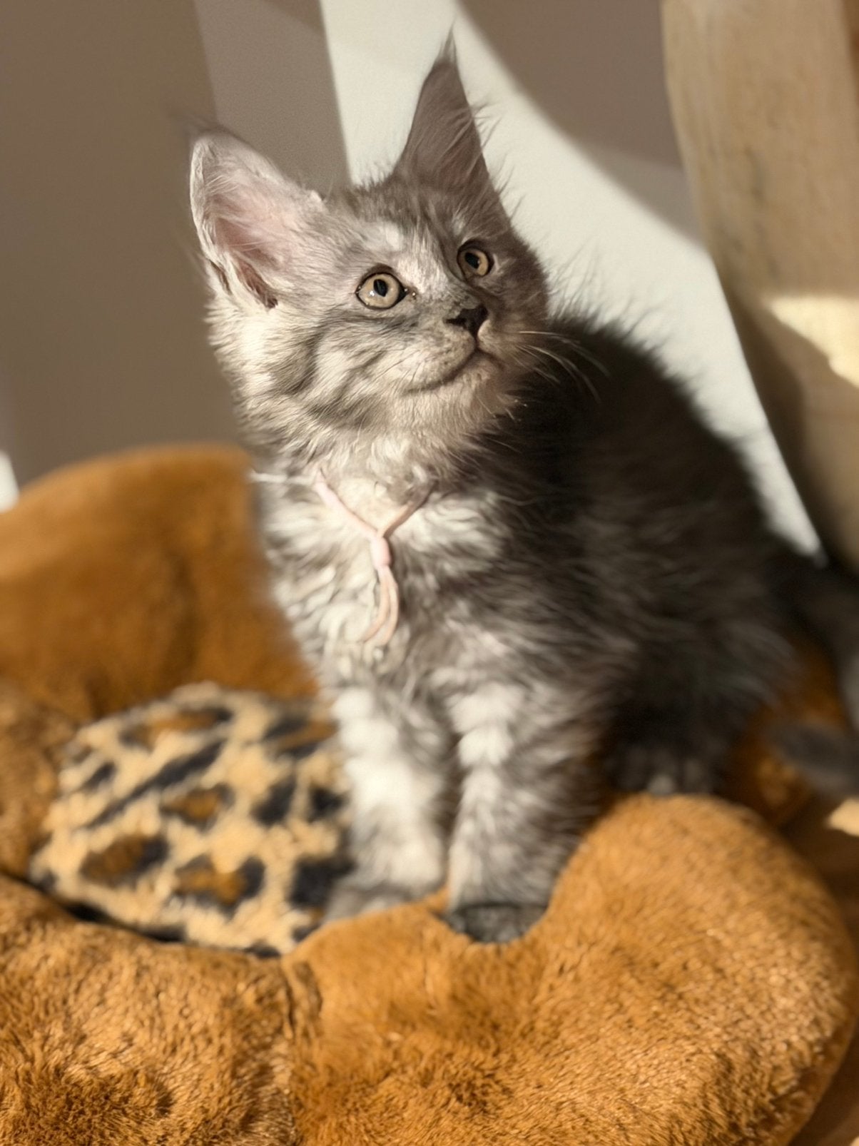 Maine Coon poesje met Kampioen Stamboom.✨🏆, Chatte ou Chat, Avec pedigree, 0 à 2 ans
