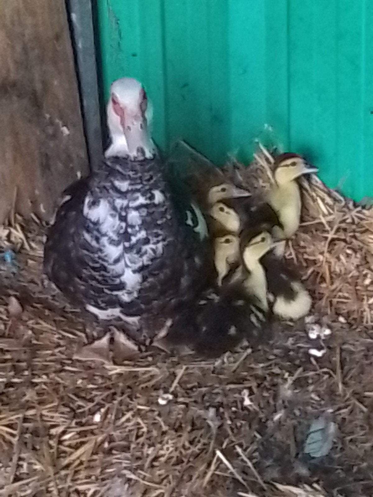Barberie met 5 kuikens van 1 week oud., Dieren en Toebehoren