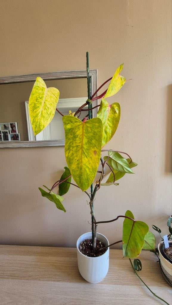 Philodendron painted lady