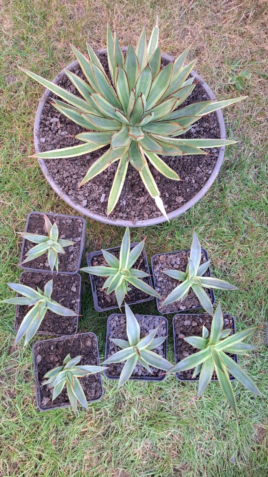 agave burnt burgundy marginata te koop, Tuin en Terras, Ophalen of Verzenden