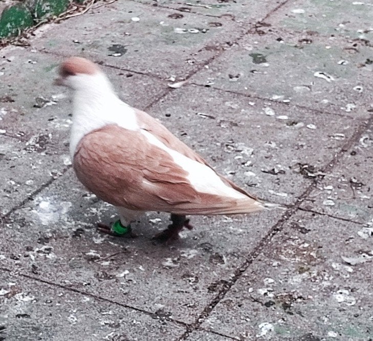 Duiven