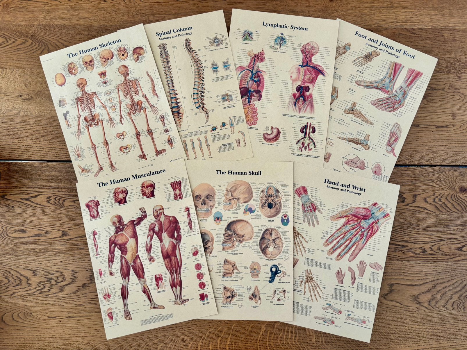 7 Posters Anatomie - Het Menselijk Lichaam - De Mens Skelet, Antiquités & Art, Antiquités | Cartes scolaires, Enlèvement ou Envoi