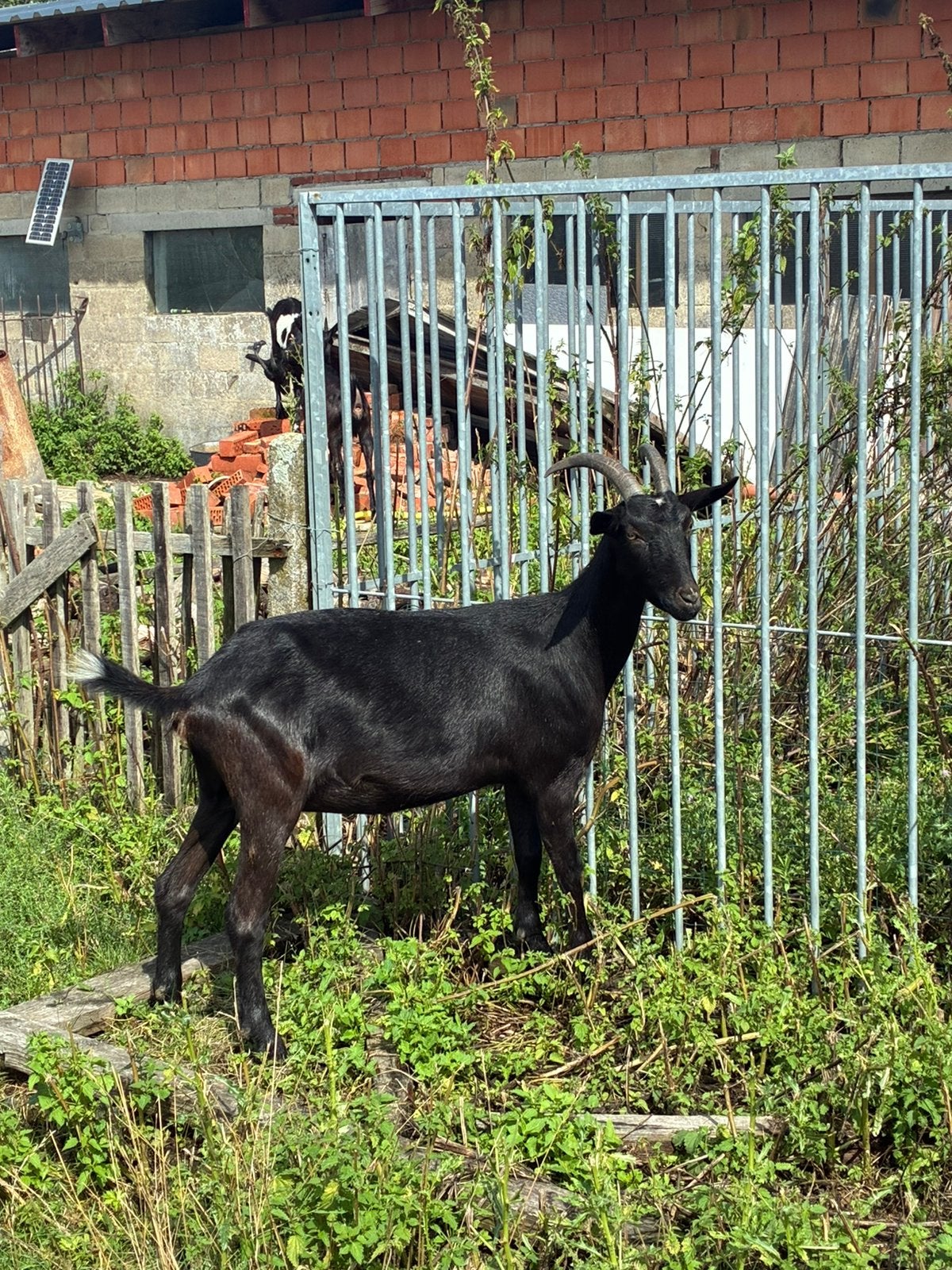 5 miekes melkgeit, Nederlandse bonte geit, Chèvre