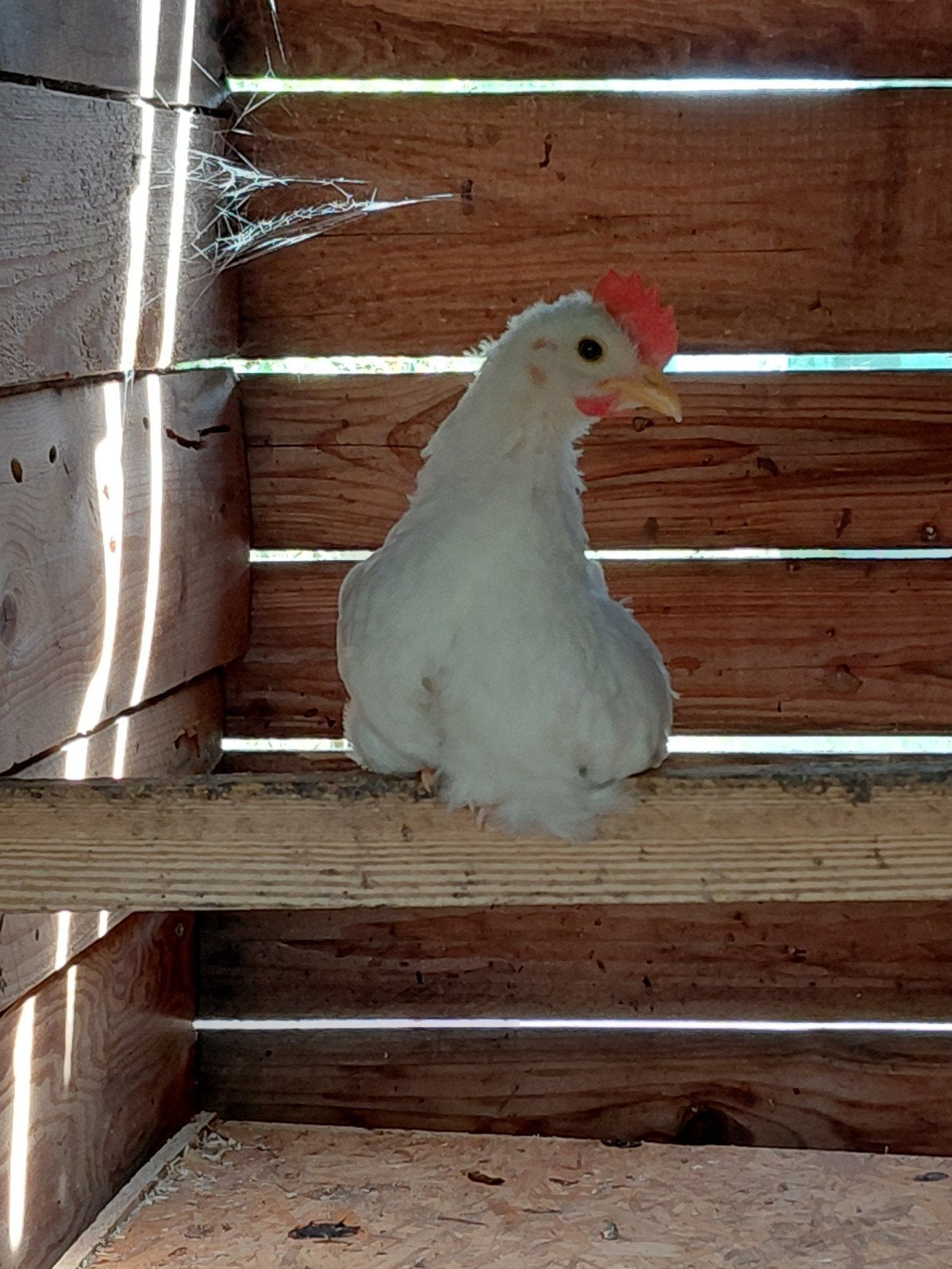 haantje leghorn