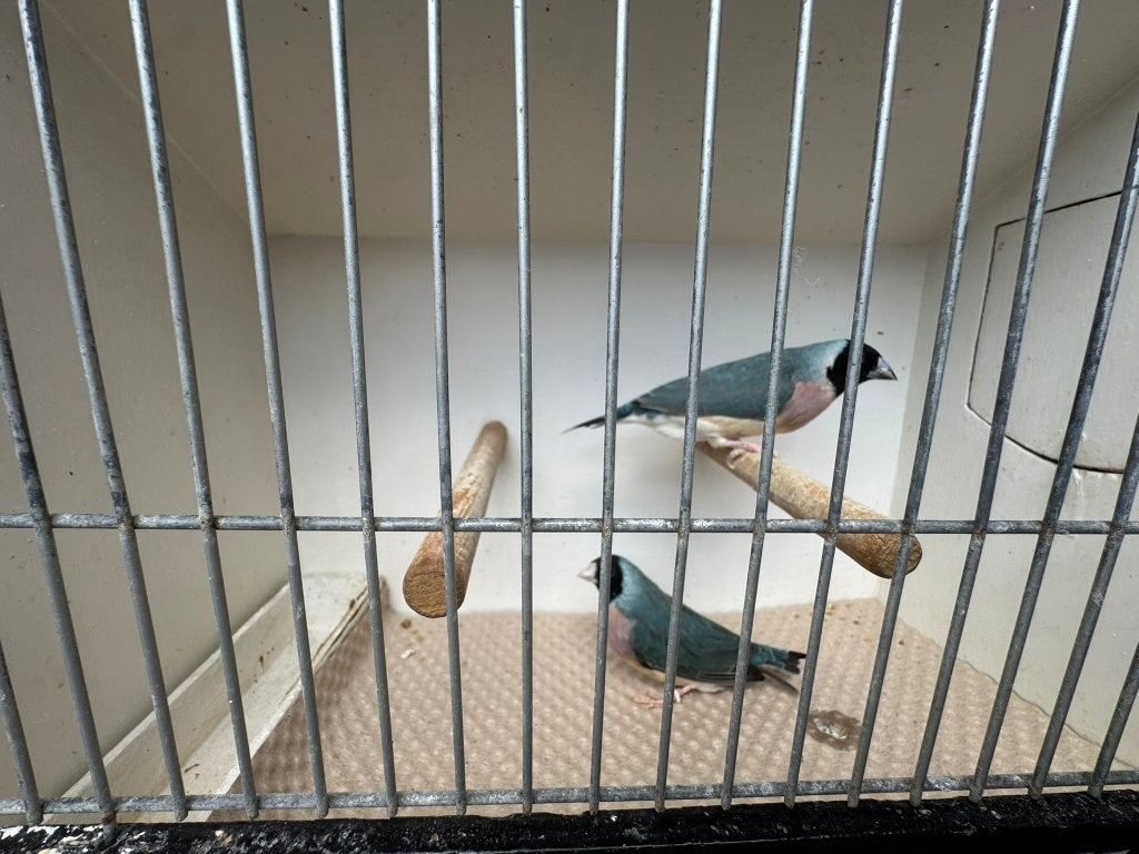 Koppel blauwe gouldamadines/goulds te koop ( Koppel 1 ), Dieren en Toebehoren, Vogels | Duiven