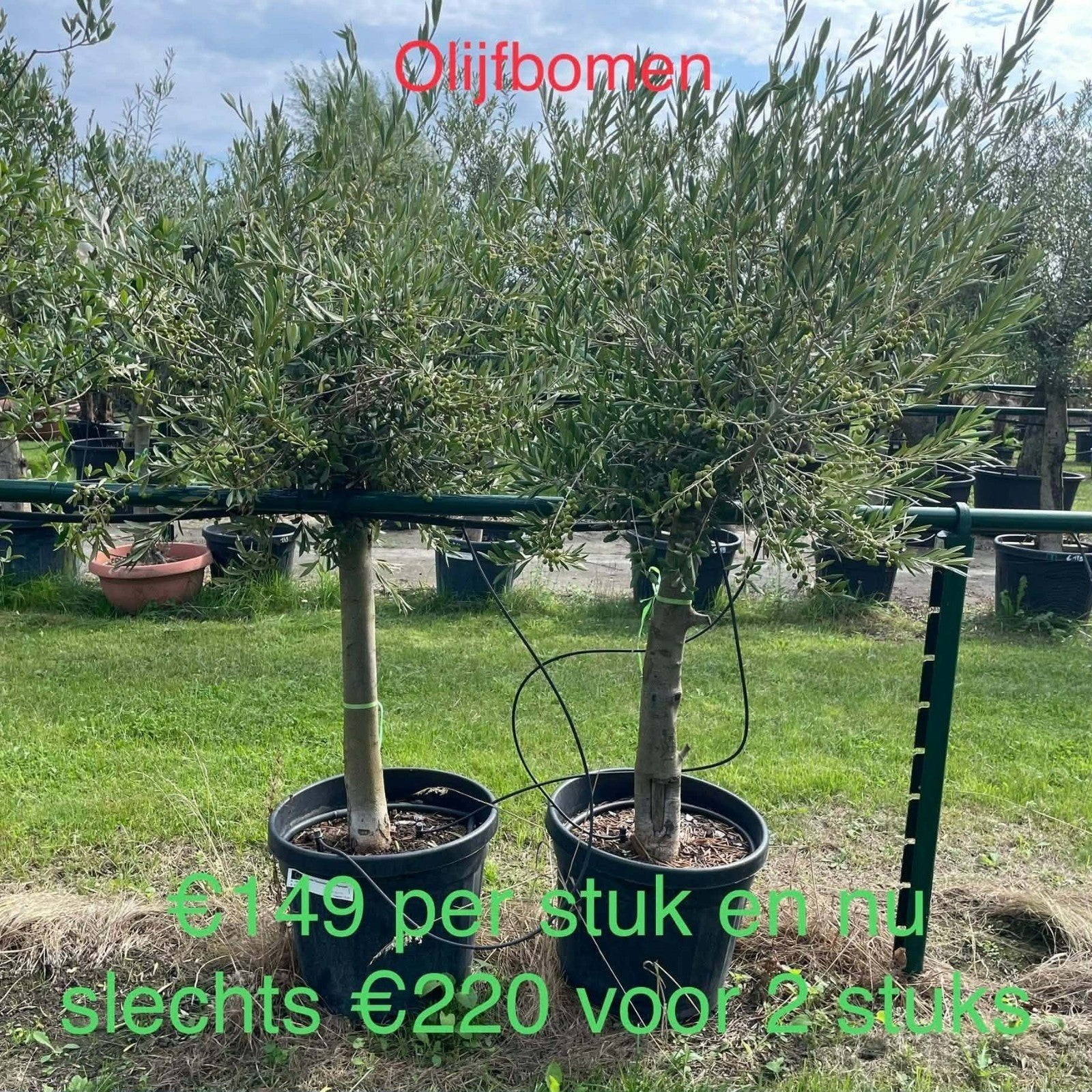 ‼️olijfbomen olea europaea aan stuntprijzen ‼️, Jardin & Terrasse, Plantes | Arbres, Enlèvement