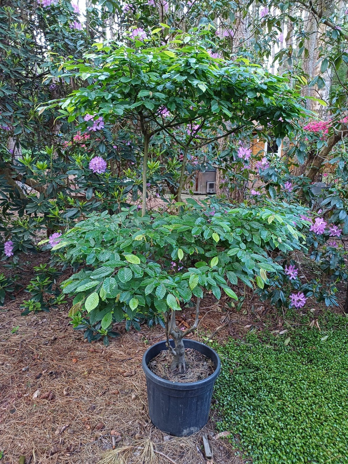 haagbeuk bonsai, Ophalen, Haagbeuk