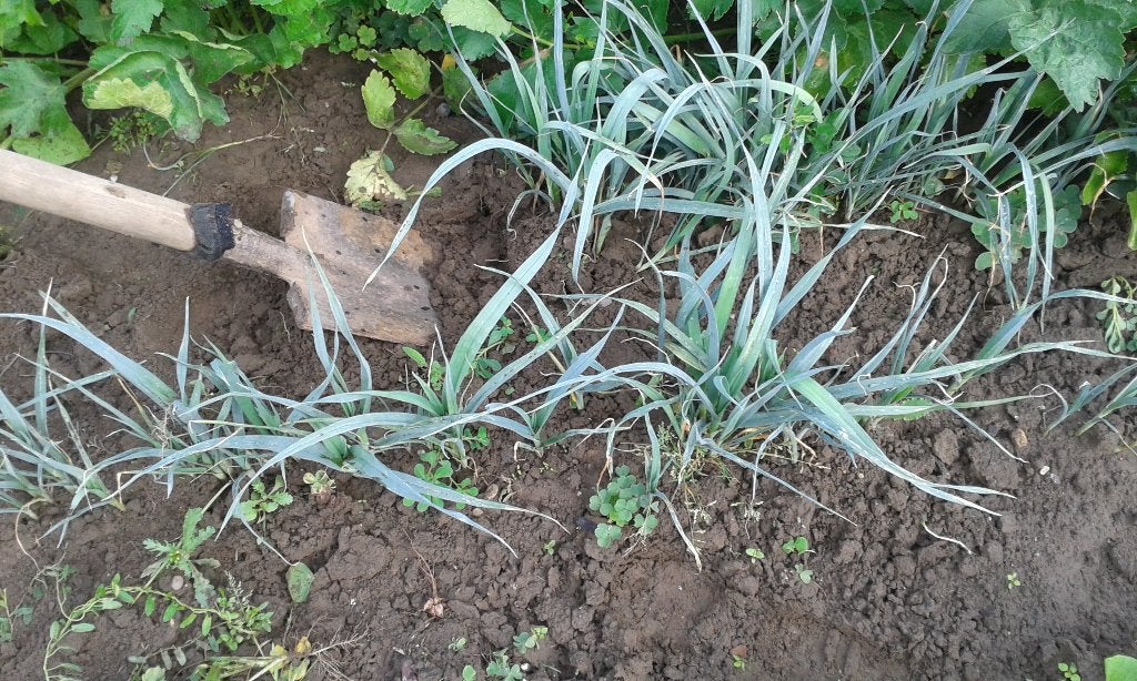 preiplanten , uit eigen tuin, Ophalen