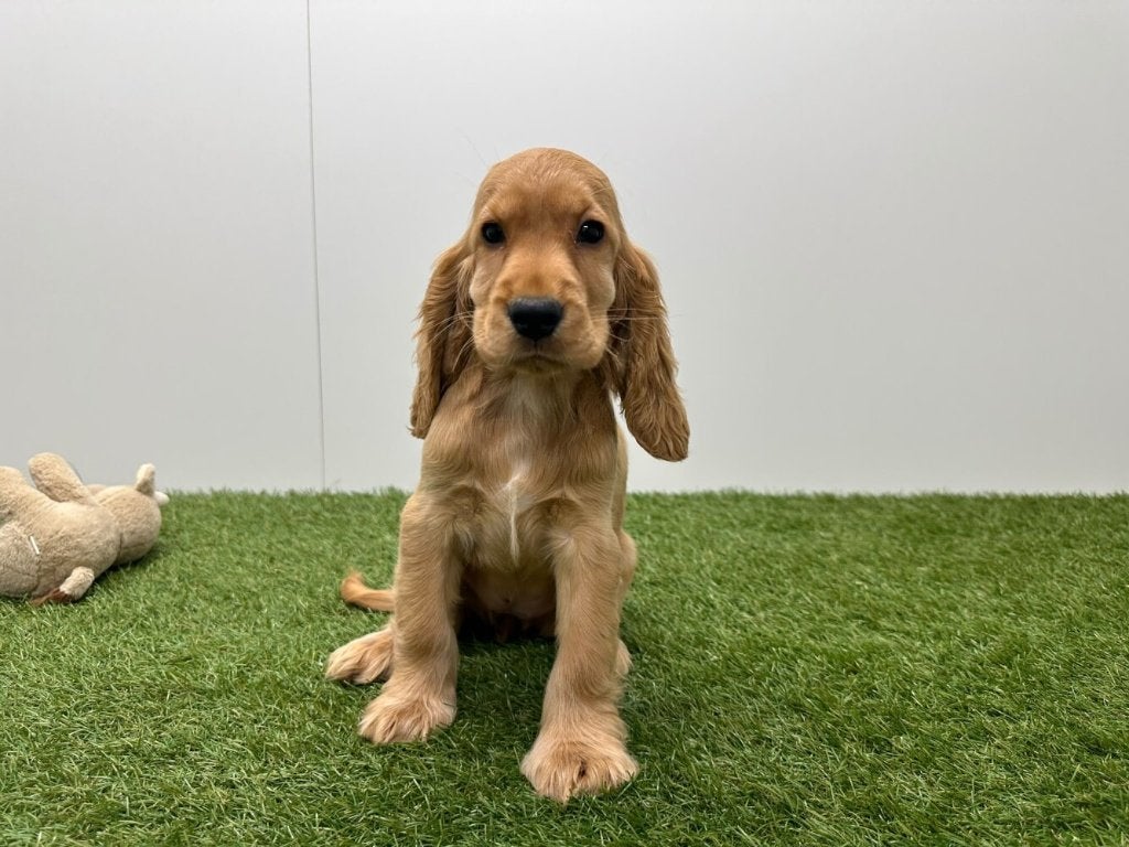 Engelse Cocker Spaniel pups, Dieren en Toebehoren, België, 8 tot 15 weken, CDV (hondenziekte), Meerdere