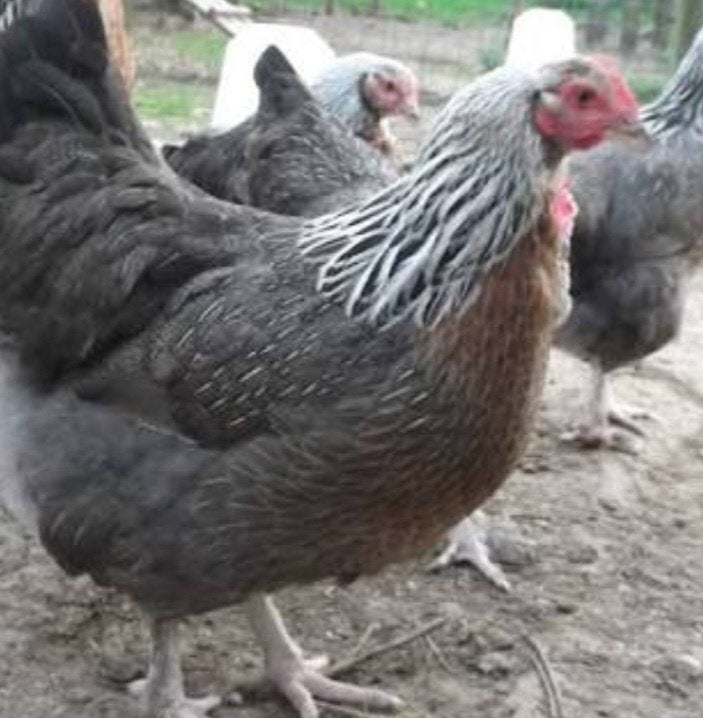 Marans zilverpatrijs koppel, Dieren en Toebehoren, Pluimvee