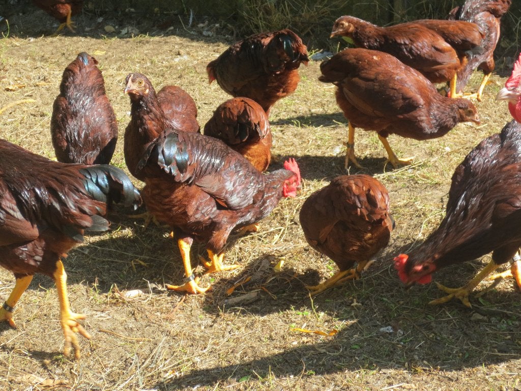 Rhode Island  KRIELEN, Plusieurs animaux, Poule ou poulet