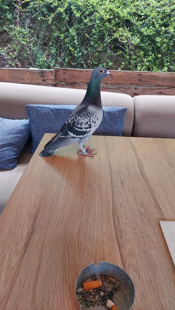 Duif - wedstrijd duif (geregistreerd), Dieren en Toebehoren, Vogels | Duiven, Postduif, Geslacht onbekend