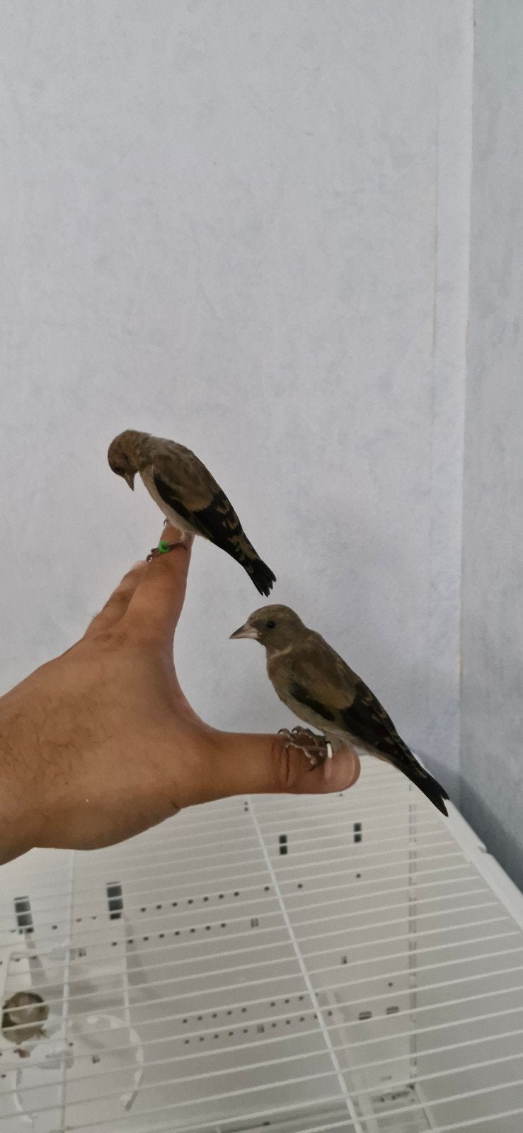 Chardonneret noirs et panachés 2026, Plusieurs animaux, Oiseau chanteur sauvage, Bagué