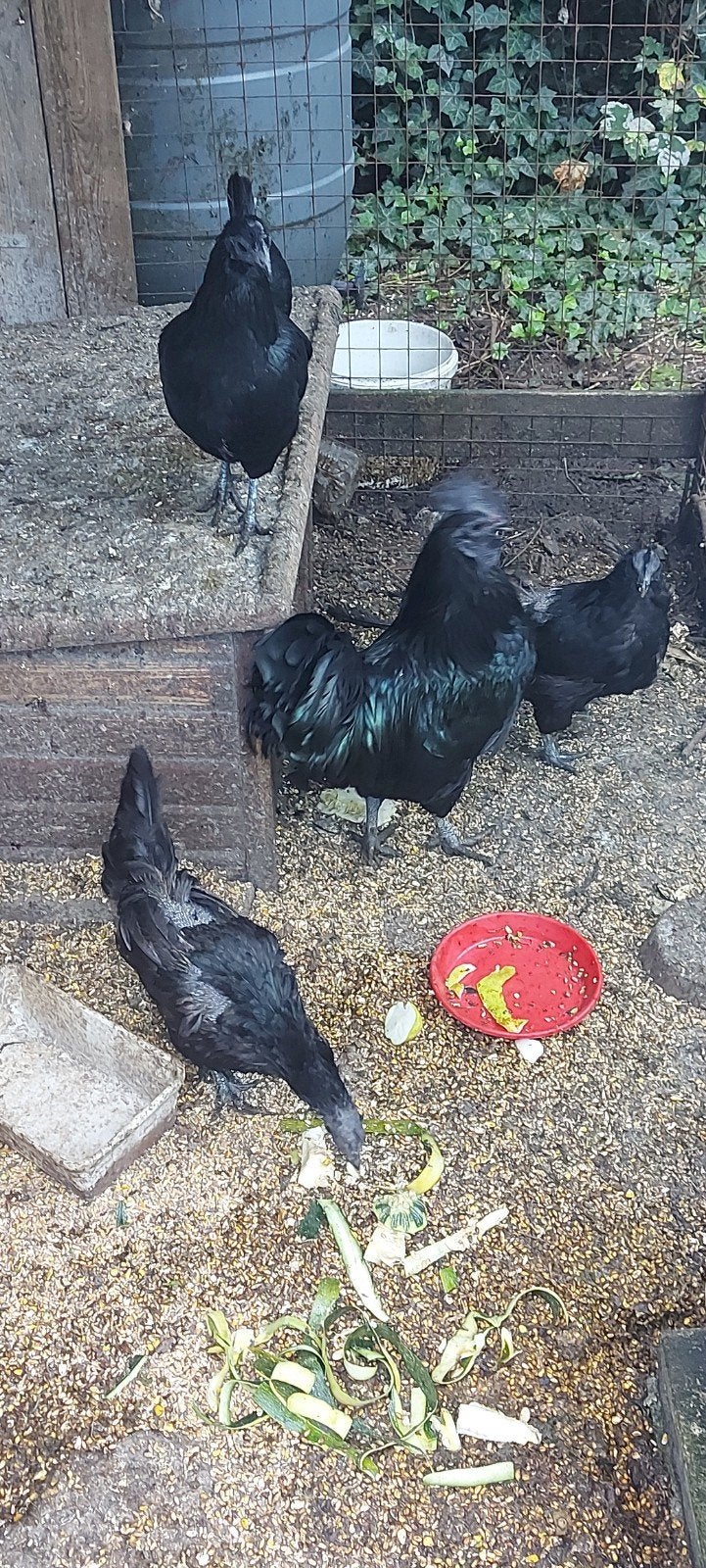kuikens ayam Cemani