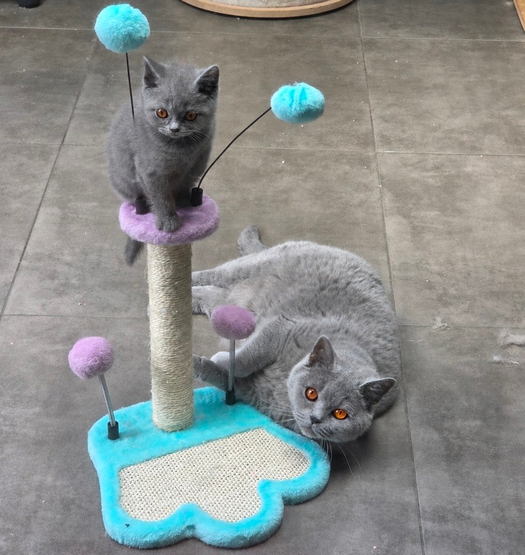 Britse korthaar kittens met stamboom, Animaux & Accessoires, Chats & Chatons | Chats de race | Poil ras, Plusieurs animaux, 0 à 2 ans