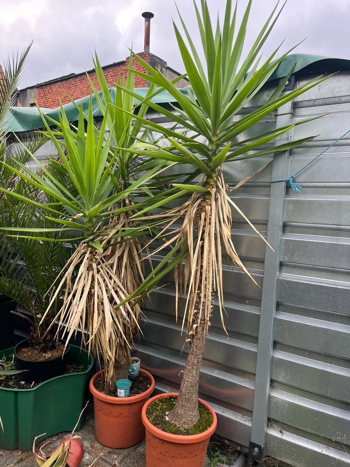 Mooie grote yucca planten, Halfschaduw, Overige soorten, 100 tot 250 cm, Ophalen