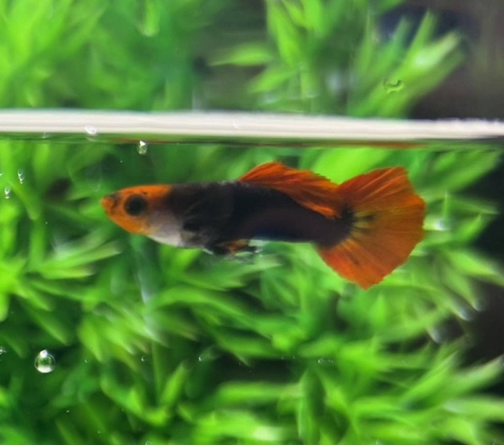 Red cap brazilian tuxedo guppy, Animaux & Accessoires, Poissons | Poissons d'aquarium, Poisson, Poisson d'eau douce, Banc de poissons