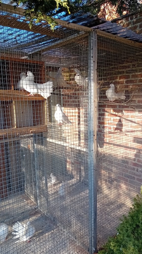 Prachtige pauwstaarten, Dieren en Toebehoren