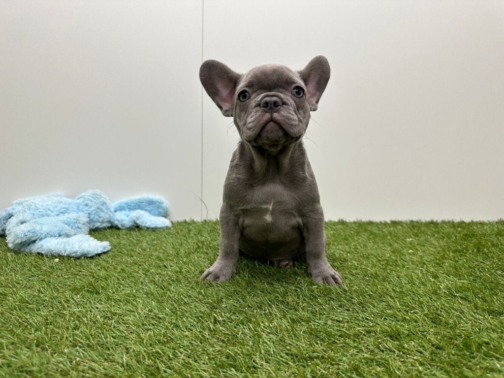 Chiots Bouledogue Français, Hépatite contagieuse (maladie de Rubarth), Bouledogue, Plusieurs, Belgique