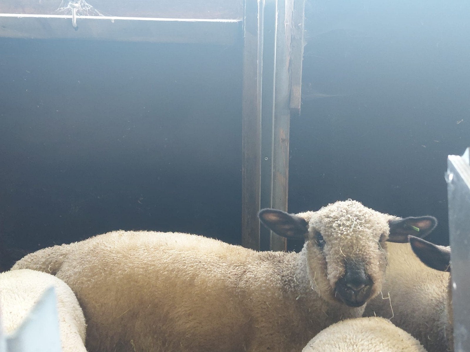 Hampshire down ramlammeren, Dieren en Toebehoren, Schapen, Geiten en Varkens, Mannelijk, Schaap, 0 tot 2 jaar