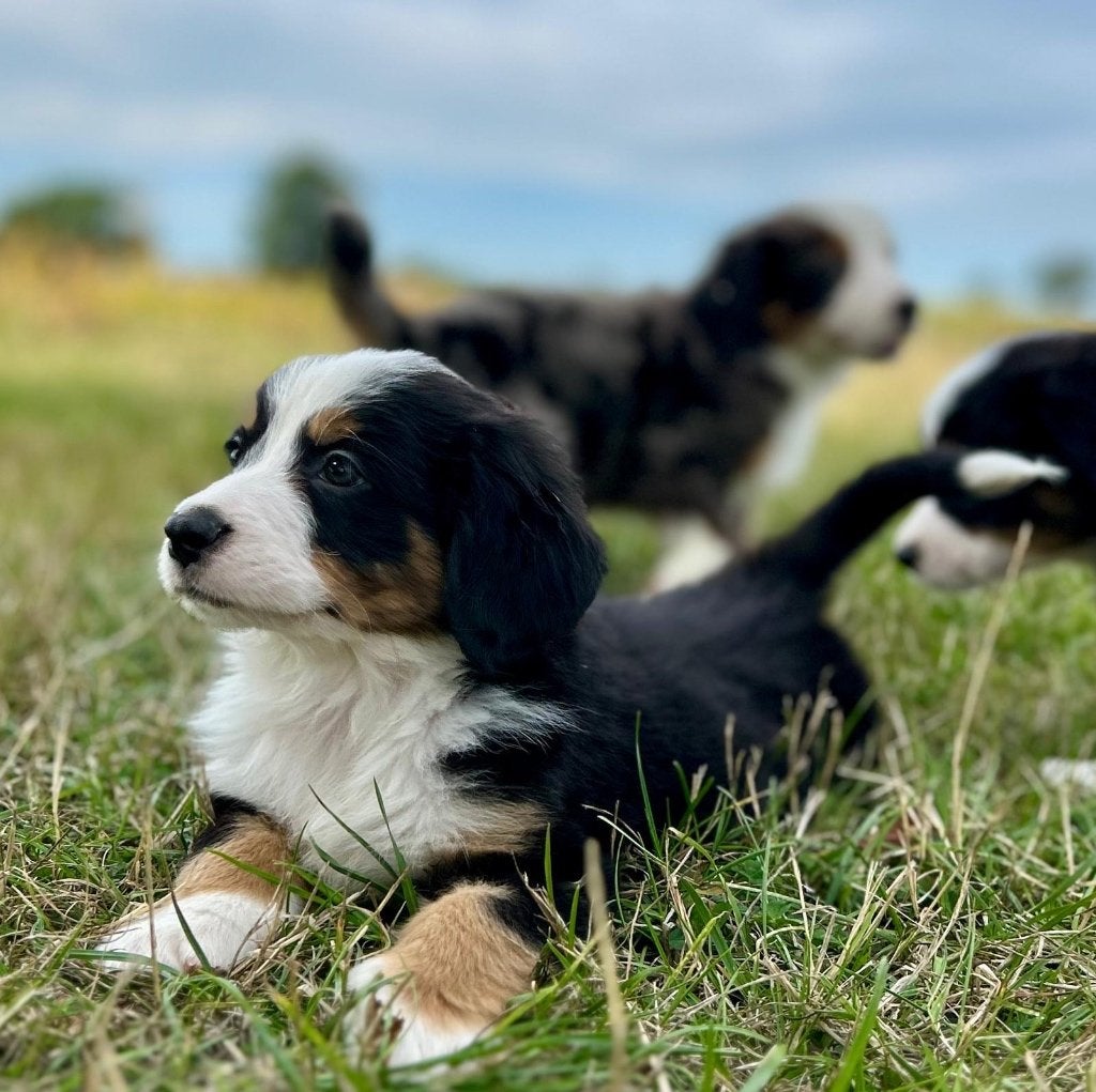 Beaux chiots australiens bernois, Maladie de Carré (chiens), Autres races, Plusieurs, Belgique