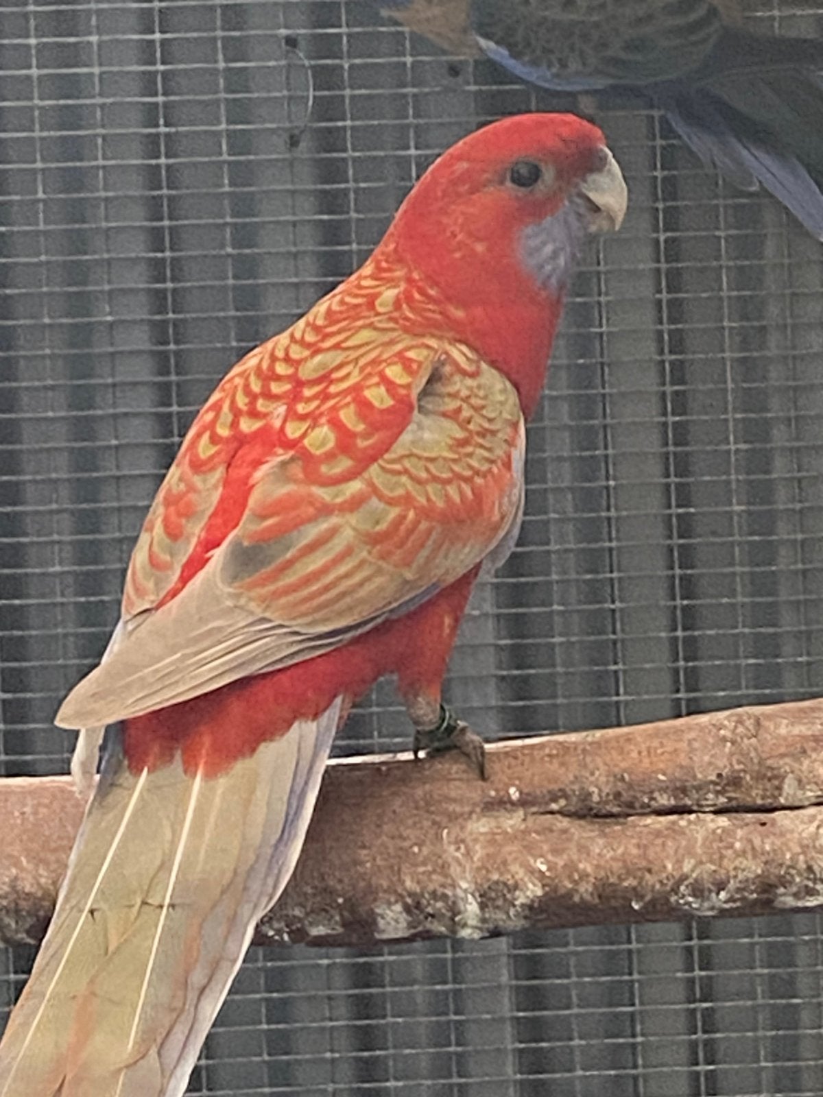 Pennant rosella