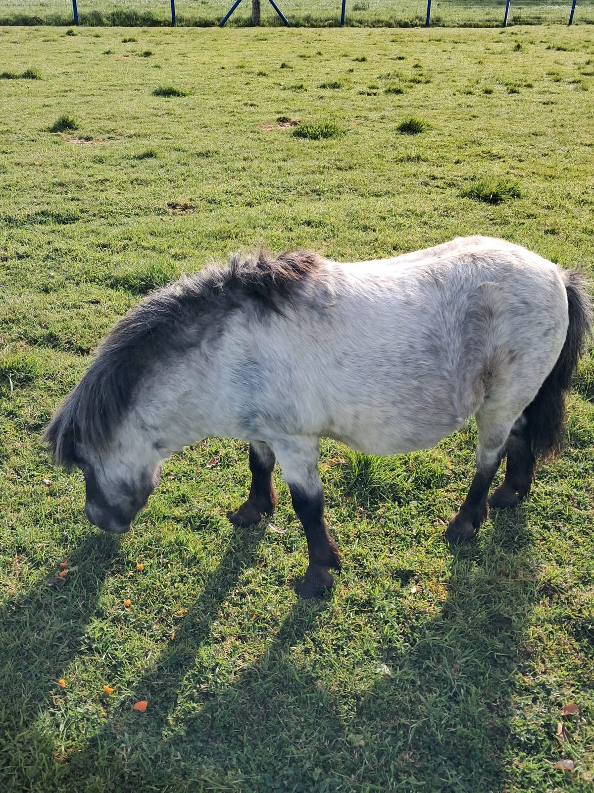 Shetland hengst schimmel, Animaux & Accessoires, Poneys, Étalon, Ne s'applique pas