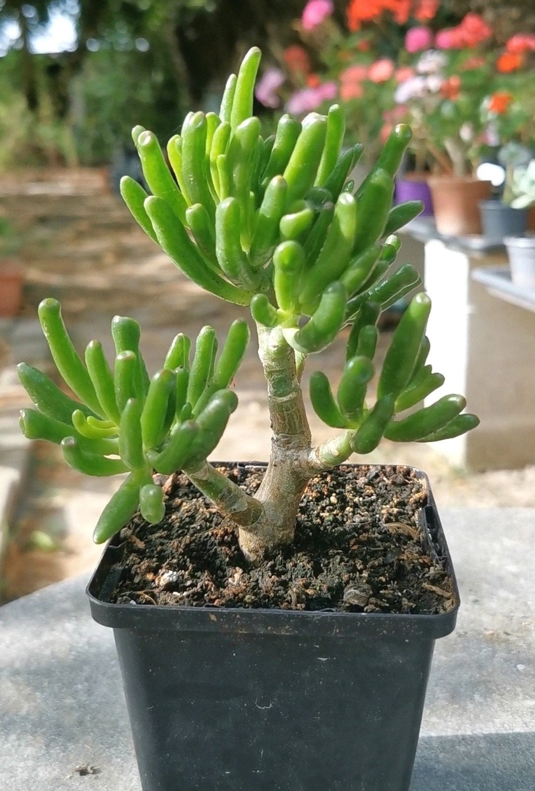 Plante succulente - Crassula Gollum, Jardin & Terrasse, Plantes | Jardin, Autres espèces, Ne fleurit pas, Enlèvement, Plante fixe