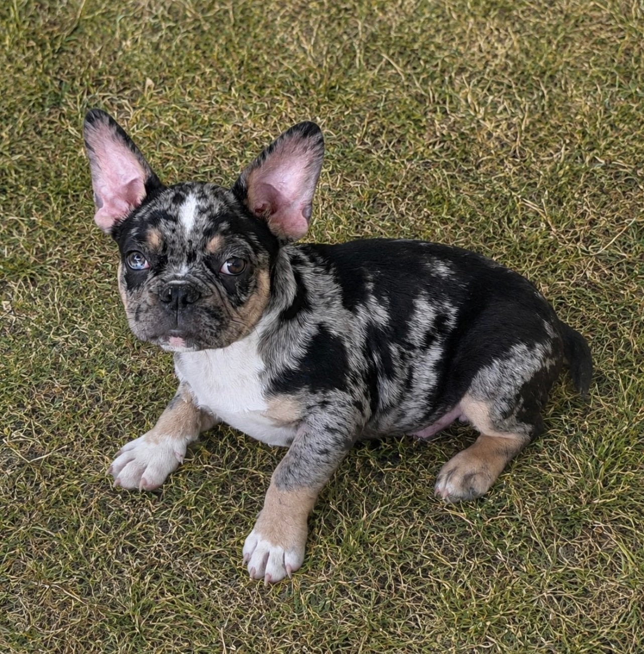 franse bulldog pups,merle,isabella,fawn, Dieren en Toebehoren, België, 8 tot 15 weken, CDV (hondenziekte), Bulldog