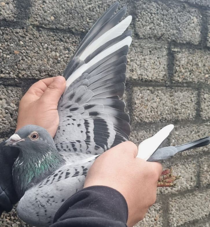 postduif "POKERFACE"/"SKY FIGHTER", Dieren en Toebehoren, Vogels | Duiven, Postduif