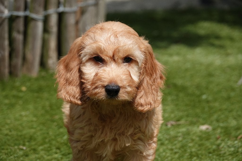 Magnifiques chiots Cockapoo Abricot et Sable, Animaux & Accessoires, Autres races, Plusieurs, Hépatite contagieuse (maladie de Rubarth)