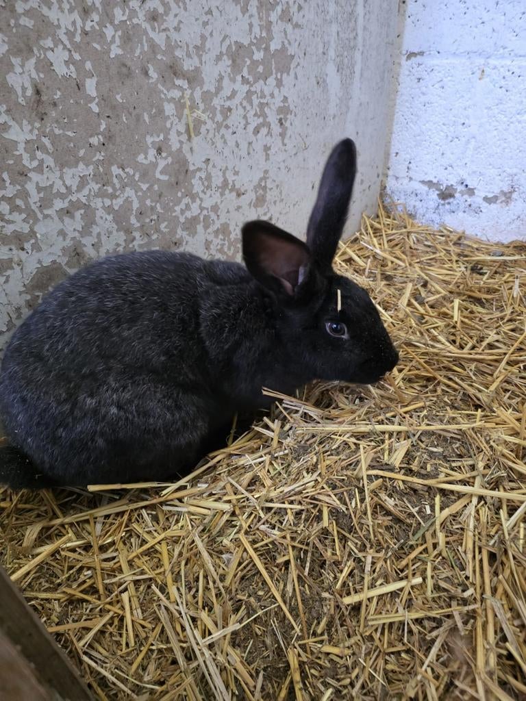 Konijntje te koop, Dieren en Toebehoren, Vrouwelijk