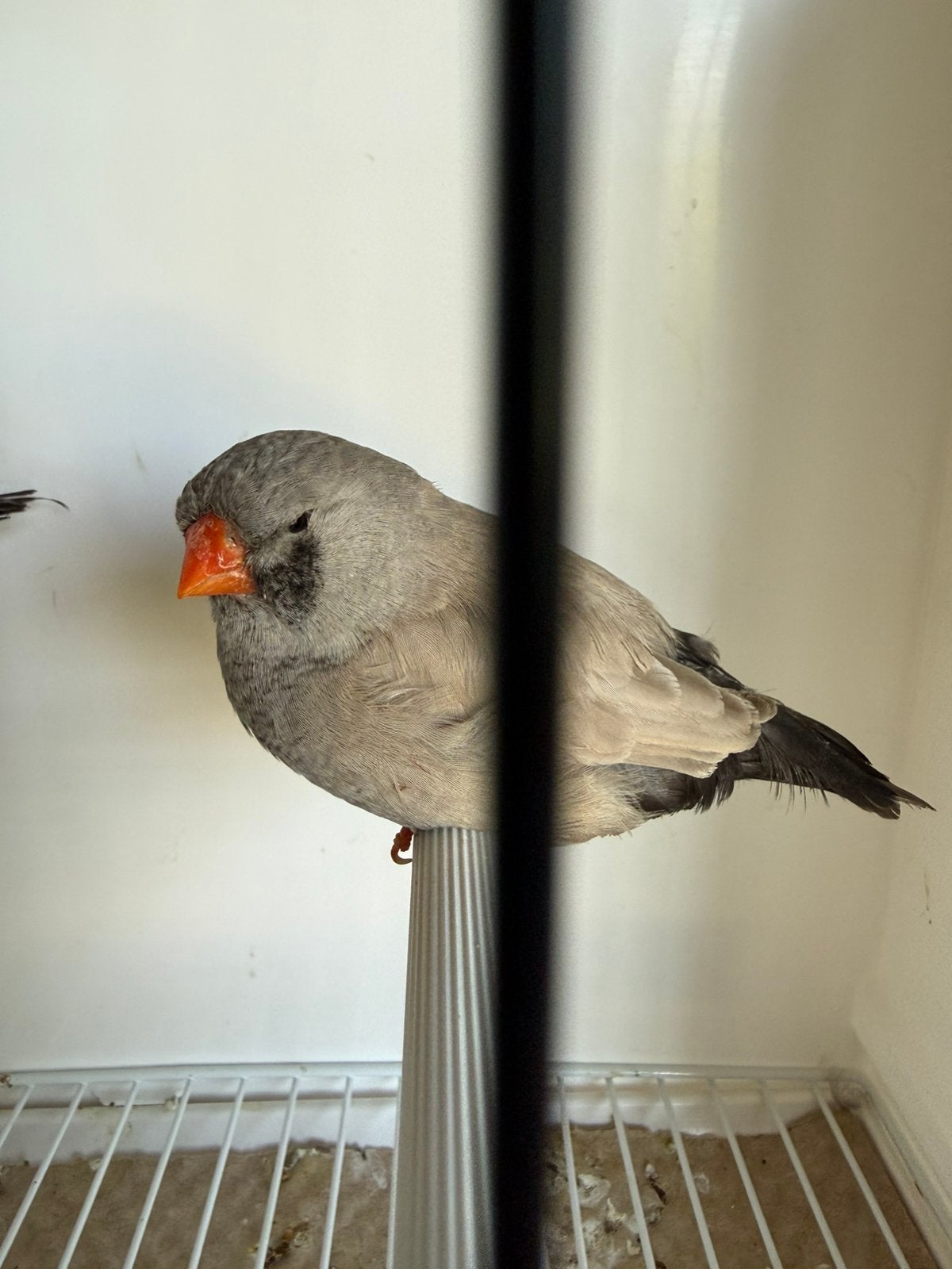 Koppel bleekrug Charcoal zebravinken split x vol exoten, Dieren en Toebehoren, Geringd
